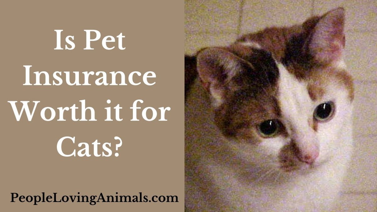 Is Pet Insurance Worth It, Reddit Users Share Insights