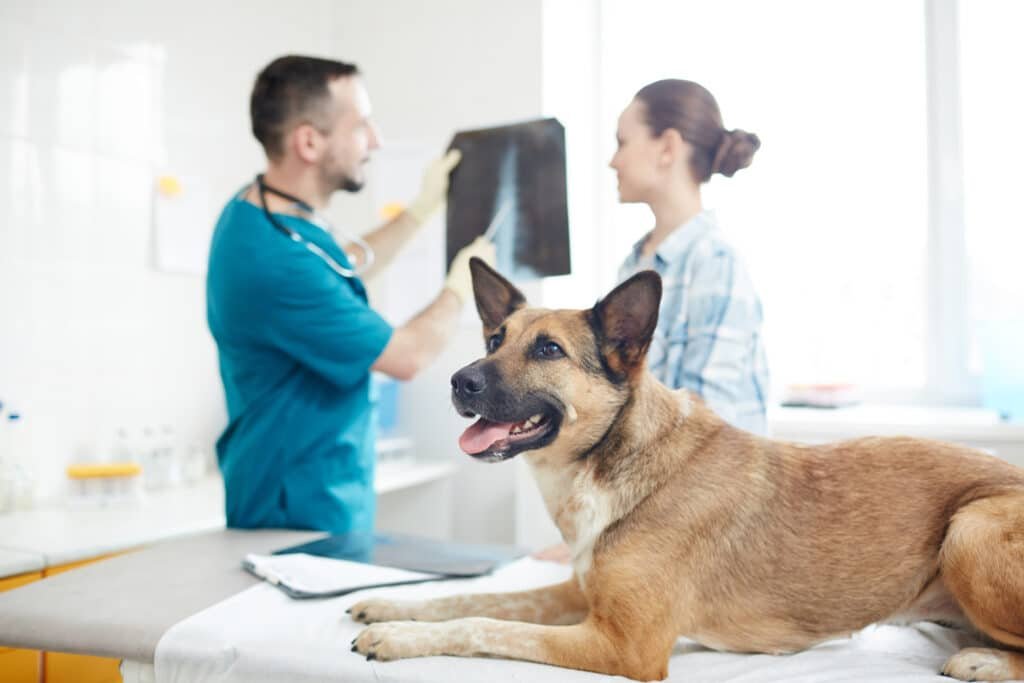 Scenarios Where Pet Insurance Truly Pays Off Most for Your Pet